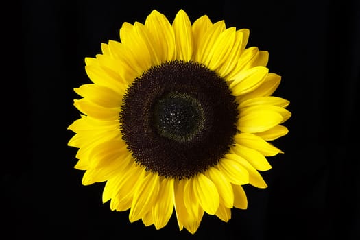 Closeup of a yellow sunflower isolated on a black background