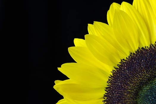 Closeup of a yellow sunflower isolated on a black background