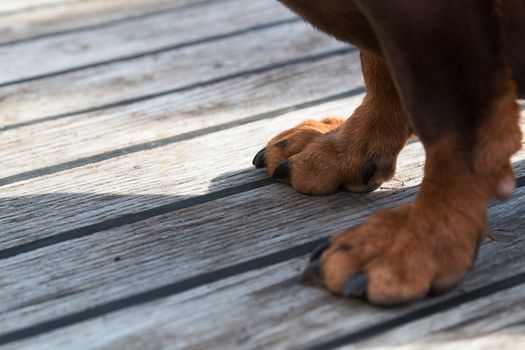 Paws of a big brown dog on the wooden floor