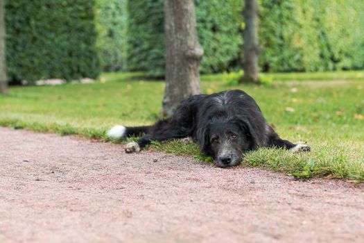 Lonely black dog with sad eyes is laying and waiting someone in the park