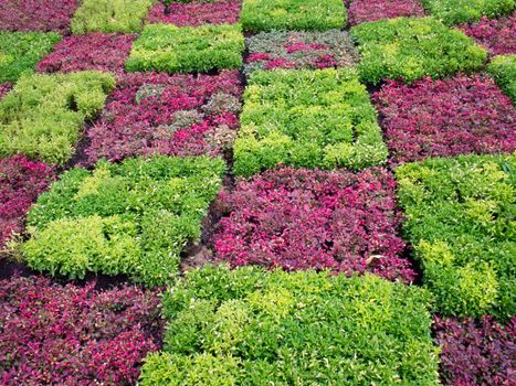 close up of garden checkered  patchwork background