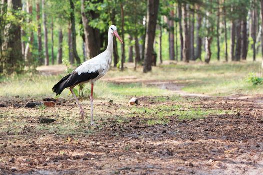 The white stork in the pine forest