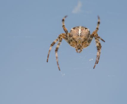 Detailed spider in the net with blue background