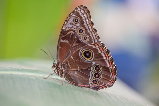 Colorful Butterfly closeup with mixed background colors