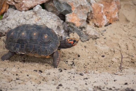 Walking turtle in the sand in tropical environment