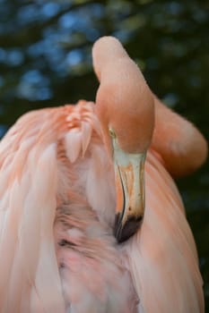 Colorful Flamingo is sleeping with head down