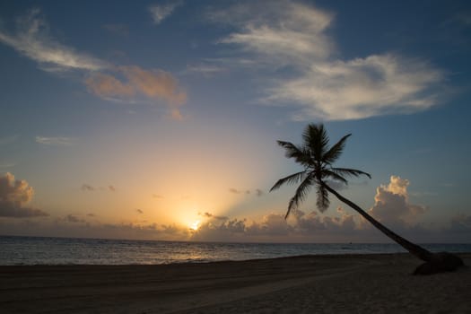 Tropical Sunrise at a beach with palm