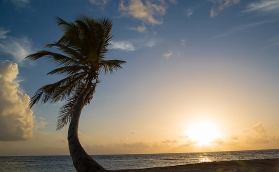 Tropical Sunrise at a beach with palms