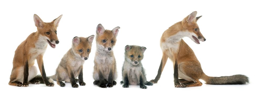 fox family in front of white background