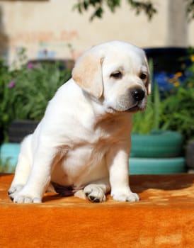 the little yellow labrador puppy sitting on orange background