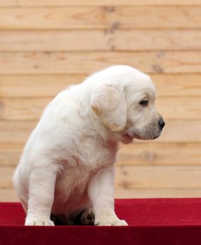 little yellow labrador puppy sitting on red background