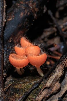 Champagne mushroom or Orange mushroom in rain forest, Saraburi Thailand.