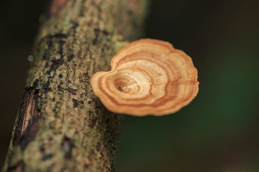 mushroom in rain forest, Saraburi Thailand.
