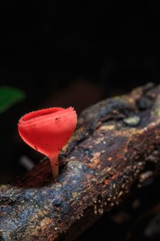 Champagne mushroom or Orange mushroom in rain forest, Saraburi Thailand.