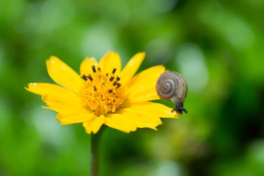 baby snail on a yellow flower