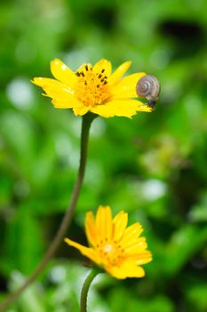 baby snail on a yellow flower