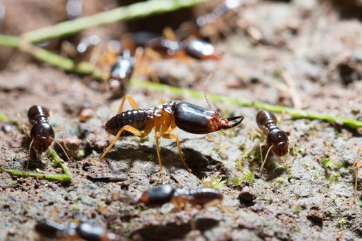 security soldier termites with worker termites on the forest floor in Saraburi thailand. Shallow DOF