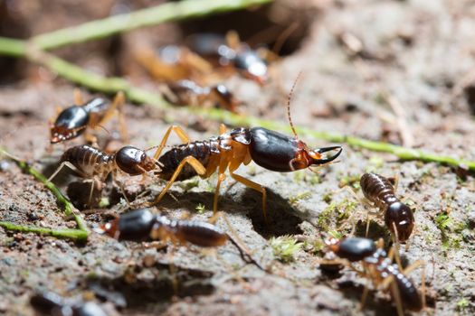 security soldier termites with worker termites on the forest floor in Saraburi thailand. Shallow DOF