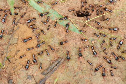 security soldier termites with worker termites on the forest floor in Saraburi thailand. Shallow DOF