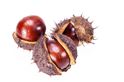 fruits of chestnuts in dry shell isolated on white background