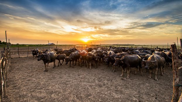 Buffalo in Thailand at sunset with orange blue cloudy sky.