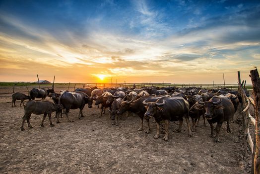 Buffalo in Thailand at sunset with orange blue cloudy sky.