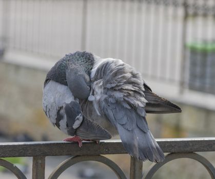 gray pigeon frequent urban bird close up