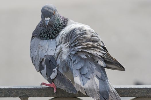 gray pigeon frequent urban bird close up