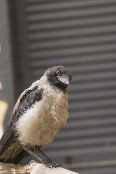 Hoodie frequent bird in a city close up