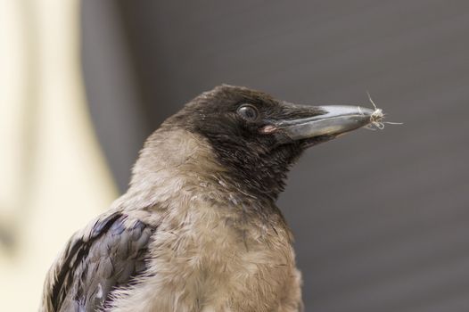 Hoodie frequent bird in a city close up