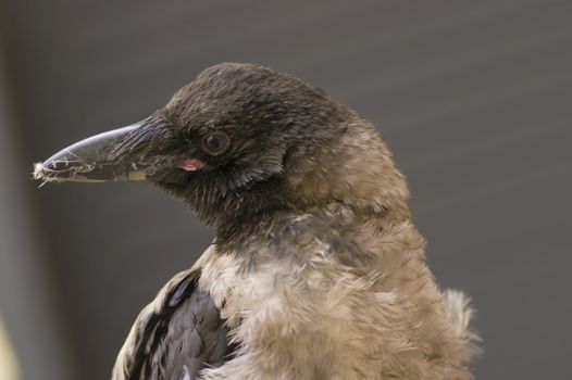Hoodie frequent bird in a city close up