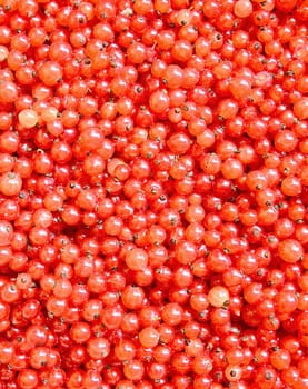 Ripe red currants background.