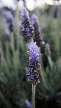 Many Lavender flowers in the field in spring