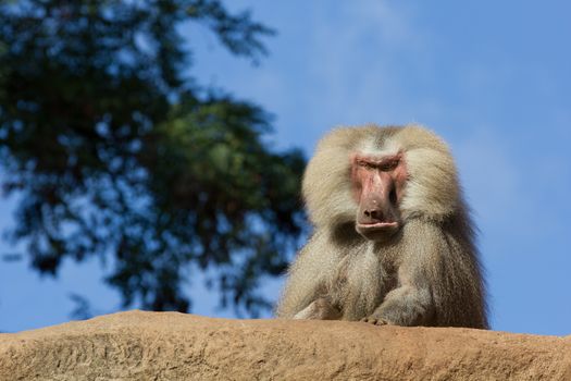 Thinking Monkey sitting on mountain in front of blue sky