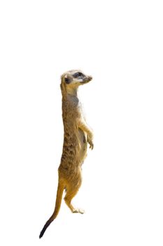 Meerkat isolated standin upright with white background