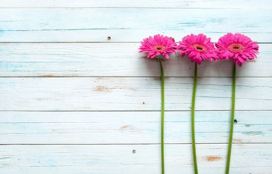 Daisies on a wooden background with space