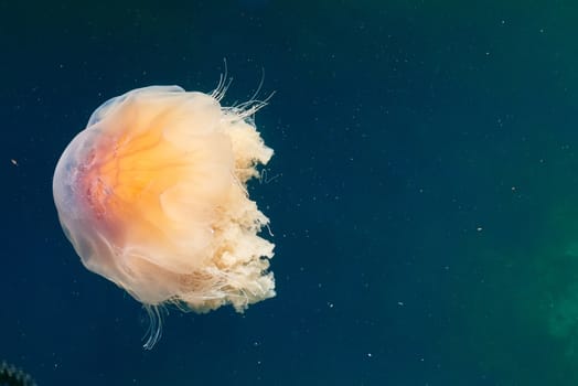Jellyfish Cyanea Capillata in Norwegian Sea