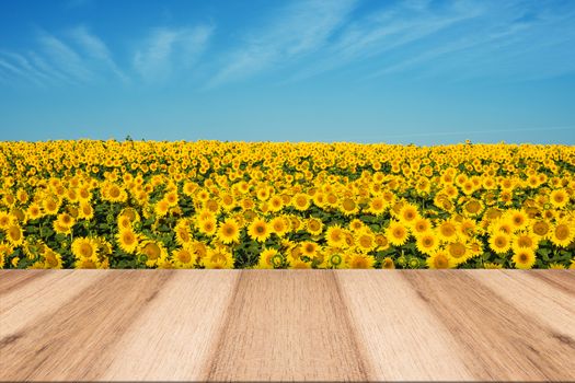empty wooden table in sunflower field with blue sky. the background for product display template.