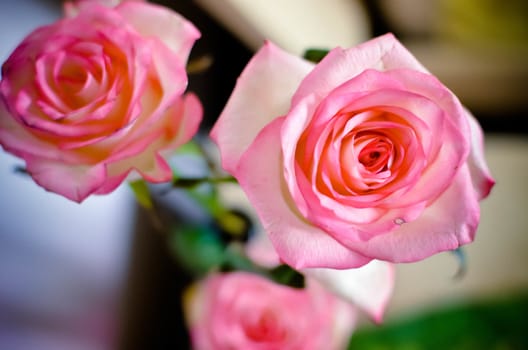 Pink Spring Rose Flower on the Table