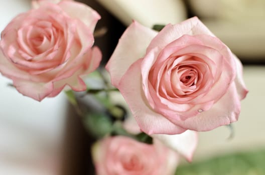 Pink Spring Rose Flower on the Table