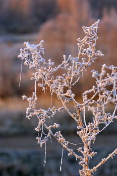 Autumn background with grass and forest covered with frost in the early frosts.