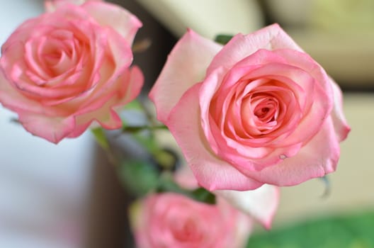 Pink Spring Rose Flower on the Table