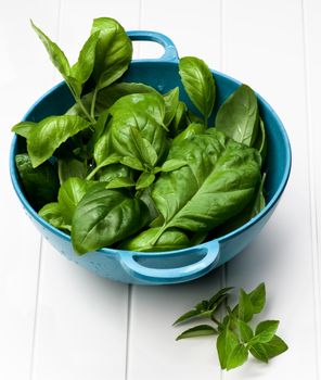 Arrangement of Fresh Green Lush Foliage Basil Leafs in Blue Colander closeup on White Plank background