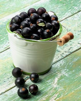 White Garden Bucket Full of Fresh Berries of Blackcurrant closeup on Cracked Wooden background