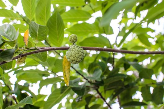 Sugar apple or custard apple tree