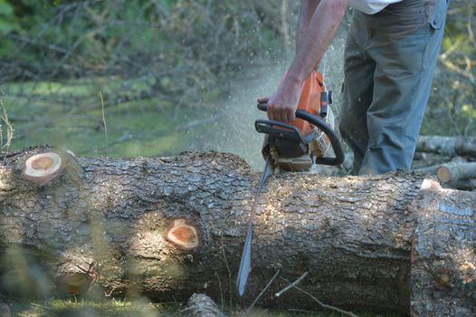 View Of Man Cutting Tree Against Clear Blue Sky