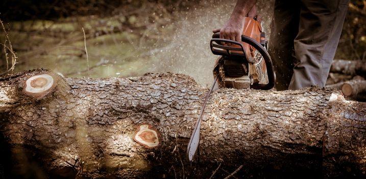 View Of Man Cutting Tree Against Clear Blue Sky