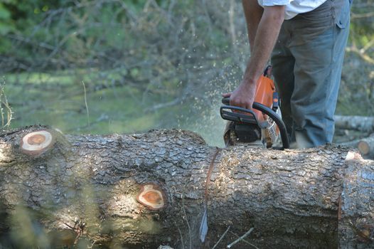 View Of Man Cutting Tree Against Clear Blue Sky