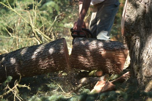 View Of Man Cutting Tree Against Clear Blue Sky