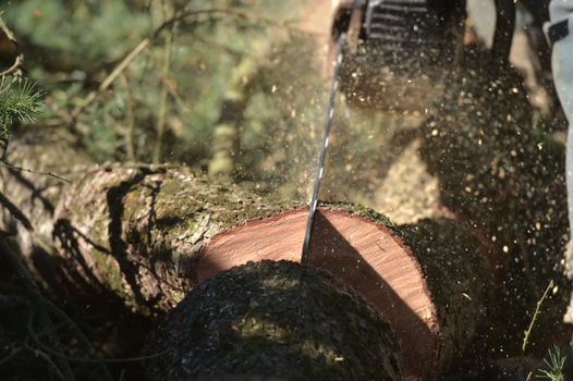 View Of Man Cutting Tree Against Clear Blue Sky